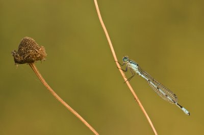 Common blue damselfly/Watersnuffel (m) 57