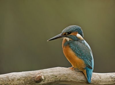 Kingfisher/IJsvogel 30