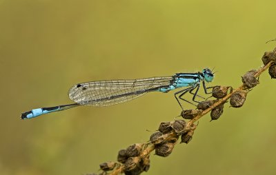 Blue tailed damselfly/ Lantaarntje 58