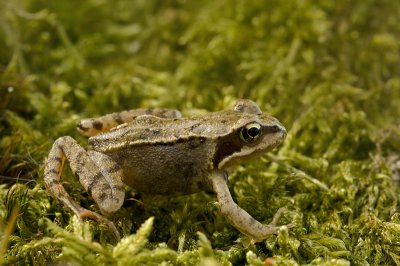 Common frog/Bruine kikker 6