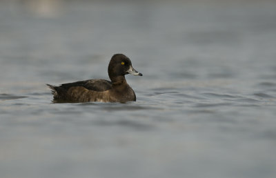 Tufted duck/Kuifeend (f) 2