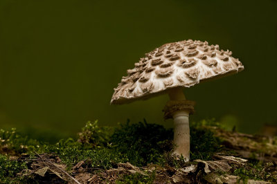 Parasol mushroom/Grote parasolzwam 5