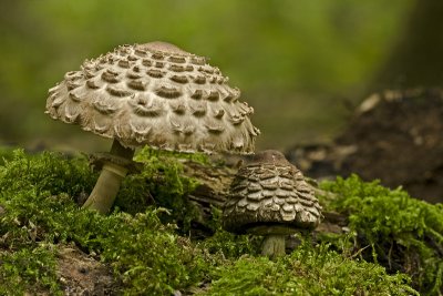 Parasol mushroom/Grote parasolzwam 6