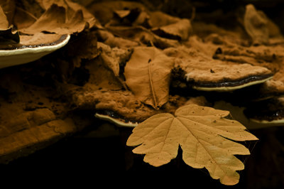 Autumn/herfst 7