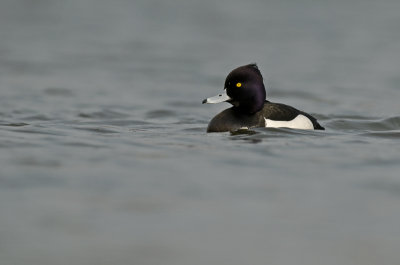 Tufted duck/Kuifeend (m) 1