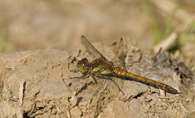 Common darter/Bruinerode heidelibel (f) 60