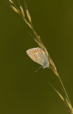 Common blue/ Icarus blauwtje 53