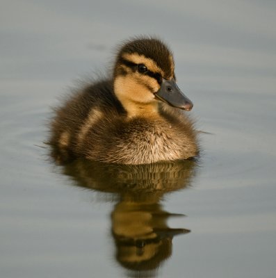 Mallard/Wilde eend 4