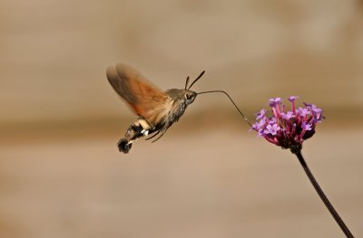 Hummingbird hawk-moth/Kolibrie vlinder 54