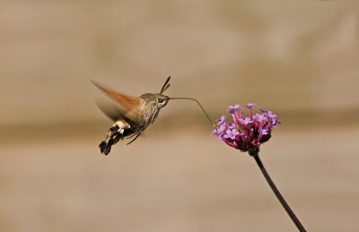 Hummingbird hawk-moth/Kolibrie vlinder 56