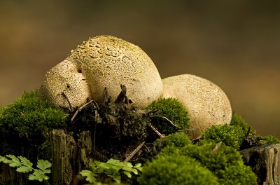 g1/65/908365/3/118485260.E5AqKqZS.jpg