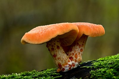 Wrinkled peach/Zalmzwam 33