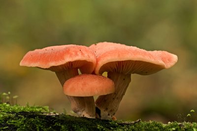 Wrinkled peach/Zalmzwam 34