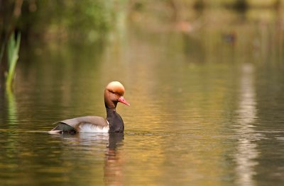 redcrested pochard gallery