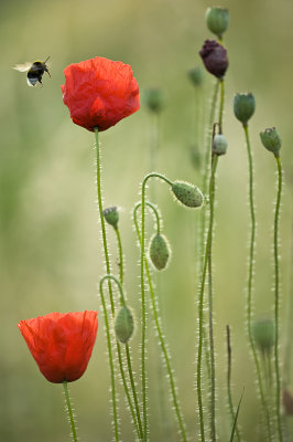 Poppy/Klaproos 51