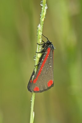 Cinnabar moth/St. Jacobsvlinder 73