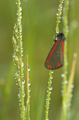 Cinnabar moth/St. Jacobsvlinder 74