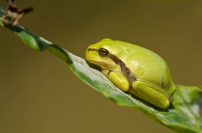 European tree frog/Boomkikker (juv.) 16