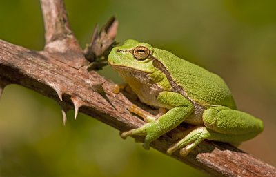 European tree frog/Boomkikker 17