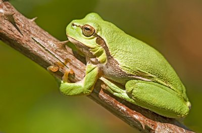 European tree frog/Boomkikker  18