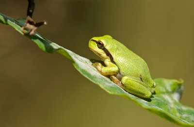 European tree frog/Boomkikker (juv.) 19