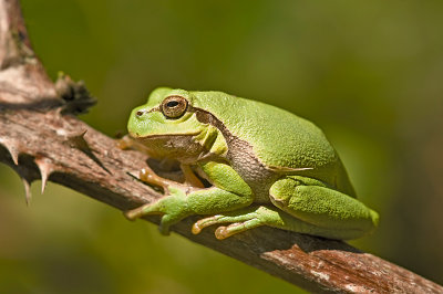 European tree frog/Boomkikker 20