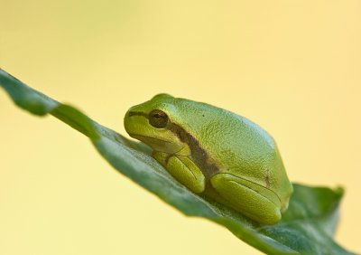 European tree frog/Boomkikker (juv.) 21