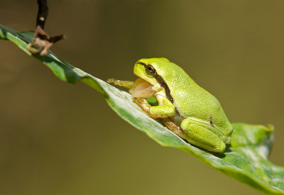 European tree frog/Boomkikker (juv.) 22