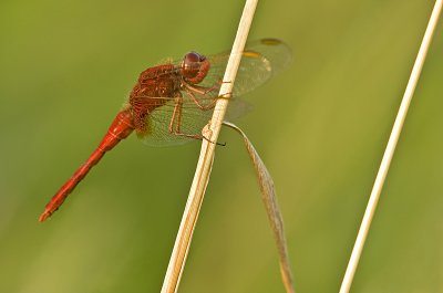 Scarlet dragonfly/Vuurlibel 89