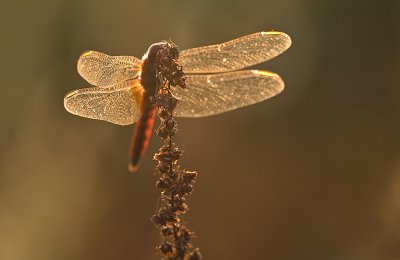 Scarlet dragonfly/Vuurlibel 90