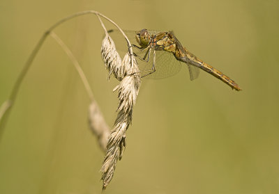 Vagrant darter\Steenrodeheidelibel 92