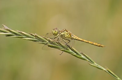 Vagrant darter\Steenrodeheidelibel 95