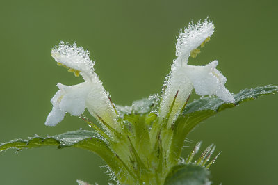 Catmint/Wild kattenkruid 59