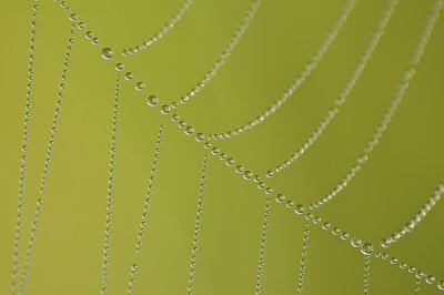 Spiderweb/Spinneweb 10