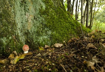 Fly agaric/Vliegenzwam 65