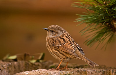 Hedge accentor/Heggemus 52