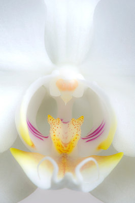 Orchid/Orchidee 77