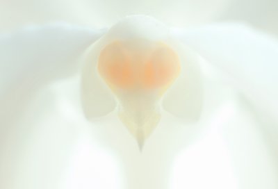 Orchid/Orchidee 1