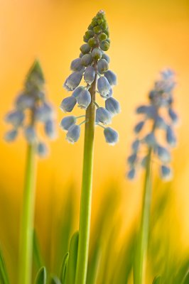 Common grape hyacinth/Blauw druifje 80