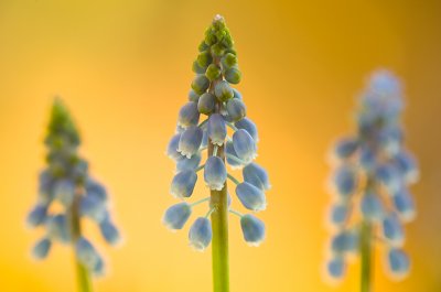 Common grape hyacinth/Blauw druifje 81