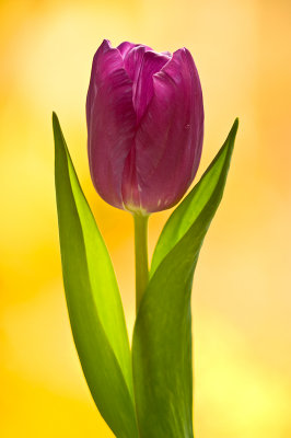 Tulip/Tulp 82
