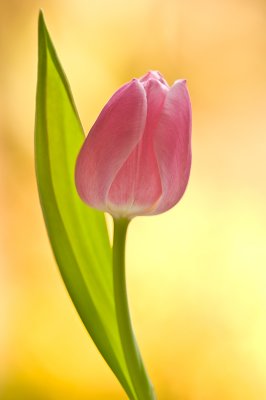 Tulip/Tulp 83