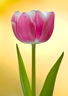 Tulip/Tulp 85