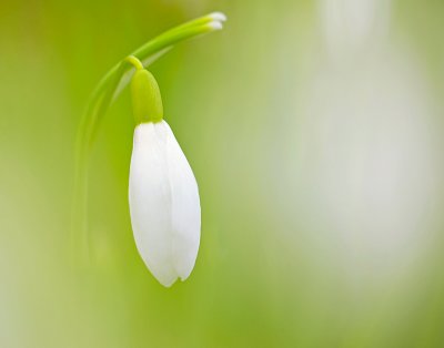 Common snowdrop/Sneeuwklokje 87