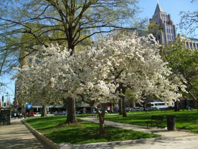 Tree in Washinton DC.jpg