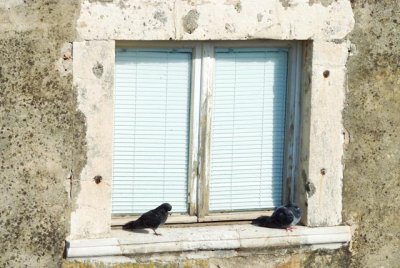 Birds in Dubrovnik
