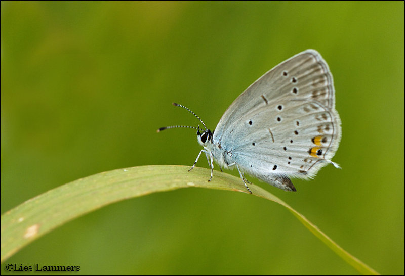 Short-tailed Blue - Staartblauwtje_MG_4235 