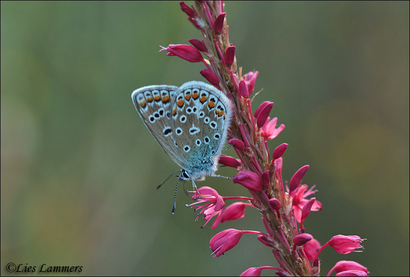 Common blue - Icarusblauwtje_MG_0777 