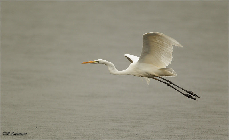 Great egret - Grote Zilverreiger - Ardea alba  