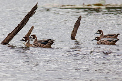 Patos